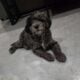 F1B Mini Aussiedoodle