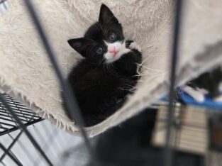Tuxedo Kittens