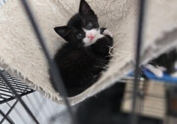 Tuxedo Kittens