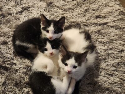 Kittens