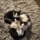 Kittens