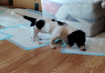 Dachshund puppy