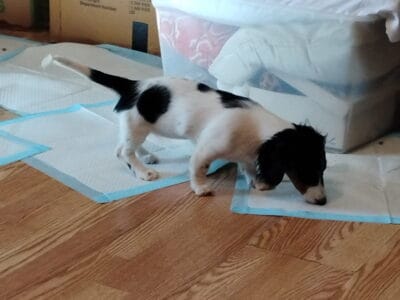 Dachshund puppy