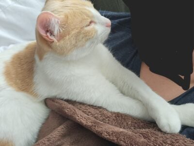 Pickles- Free to good home