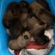 Belgian Malinois puppies