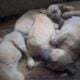 Pitbull English Mastiff Puppies Ready