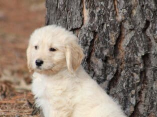 Goldendoodles