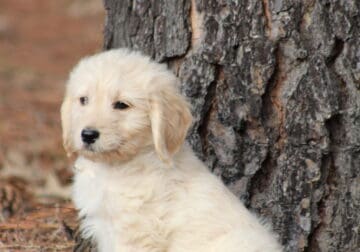 Goldendoodles