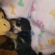Chorkie (Yorkie & Chihuahua)Designer Breed