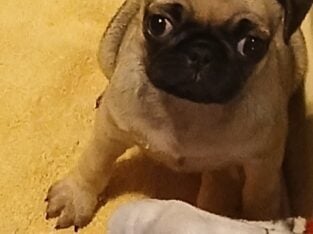 Pug puppy