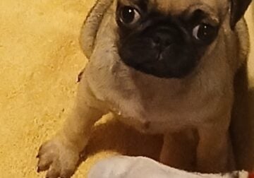 Pug puppy