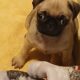 Pug puppy