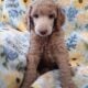 AKC Moyen Standard Poodles