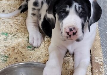 Mario, Great Dane Puppy