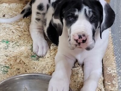 Mario, Great Dane Puppy