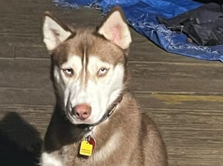 Rusty the siberian husky for rehoming