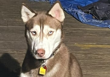 Rusty the siberian husky for rehoming