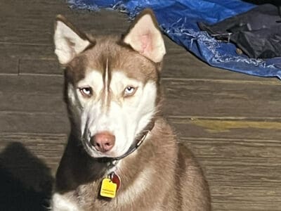 Rusty the siberian husky for rehoming