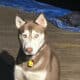 Rusty the siberian husky for rehoming