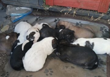 Full breed Caucasian Ovcharka puppies