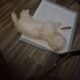 Grace needs a great home!