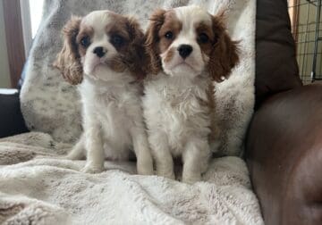 Cavalier King Charles Spaniel AKC