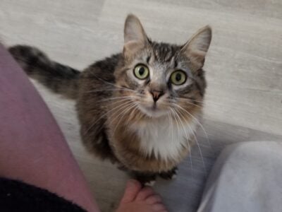 Homeless Cat needs a home