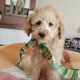 Stunning F1B Mini Goldendoodles Puppies
