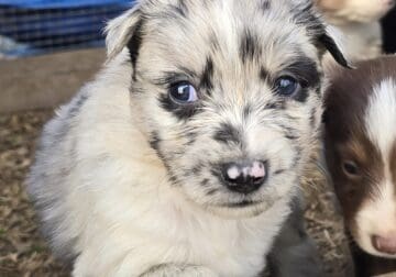 Minni aussie