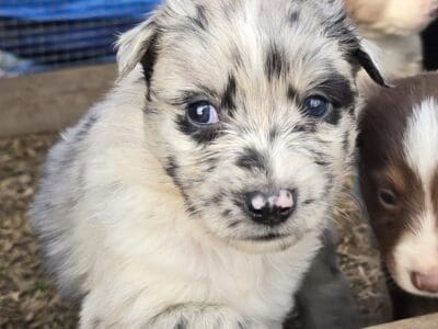 Minni aussie
