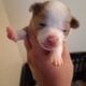 Merle chihuahua puppies
