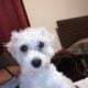 Maltipoo for Sale – Meet Tanner