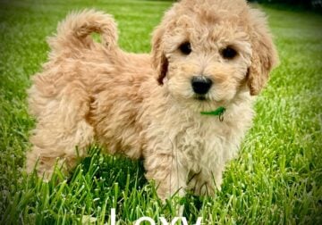 “Lexy” Mini Female Goldendoodle