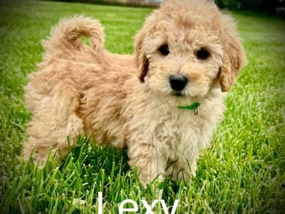 “Lexy” Mini Female Goldendoodle