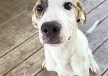 Trained Hound Mix Puppy