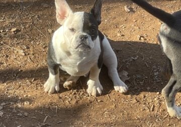 Exotic bully