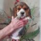 Akc Beagle Puppies