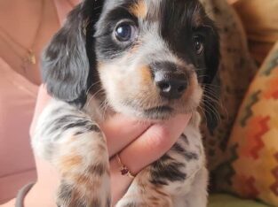 Lincoln piebald