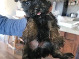 Black tan male