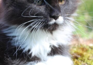 Maine Coon kitten