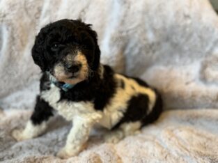 F1b Goldendoodle Parti Female 2