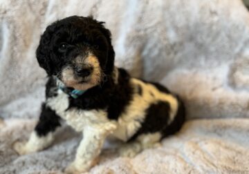F1b Goldendoodle Parti Female 2