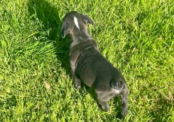 Frenchy old English bulldog hybrid
