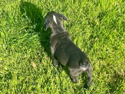 Frenchy old English bulldog hybrid