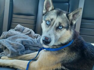 Sweet 3-Year Old Husky-German Shepherd Mix Rescue