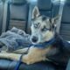 Sweet 3-Year Old Husky-German Shepherd Mix Rescue