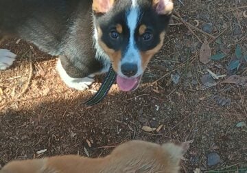 Bodhi