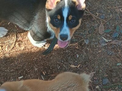 Bodhi