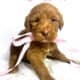 F1b Red and Chocolate Labradoodles