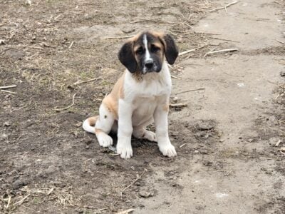 XL Puppies